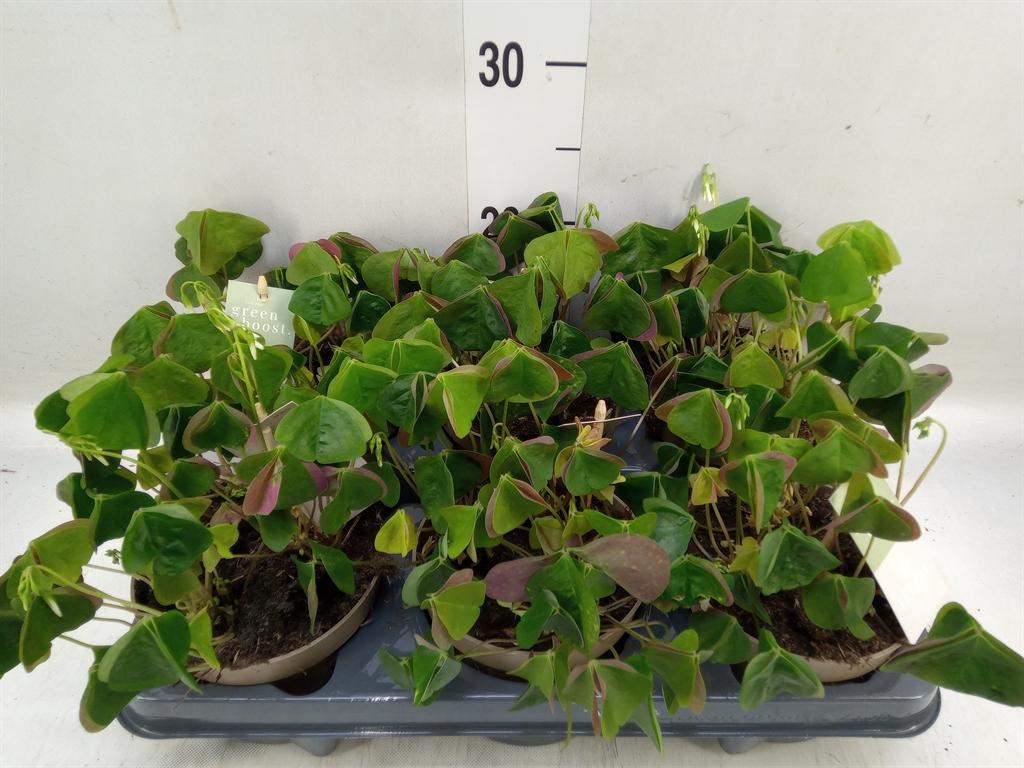 Горшечные цветы и растения оптом Oxalis Trian. Ssp Papilion. от 6шт из Голландии с доставкой по России