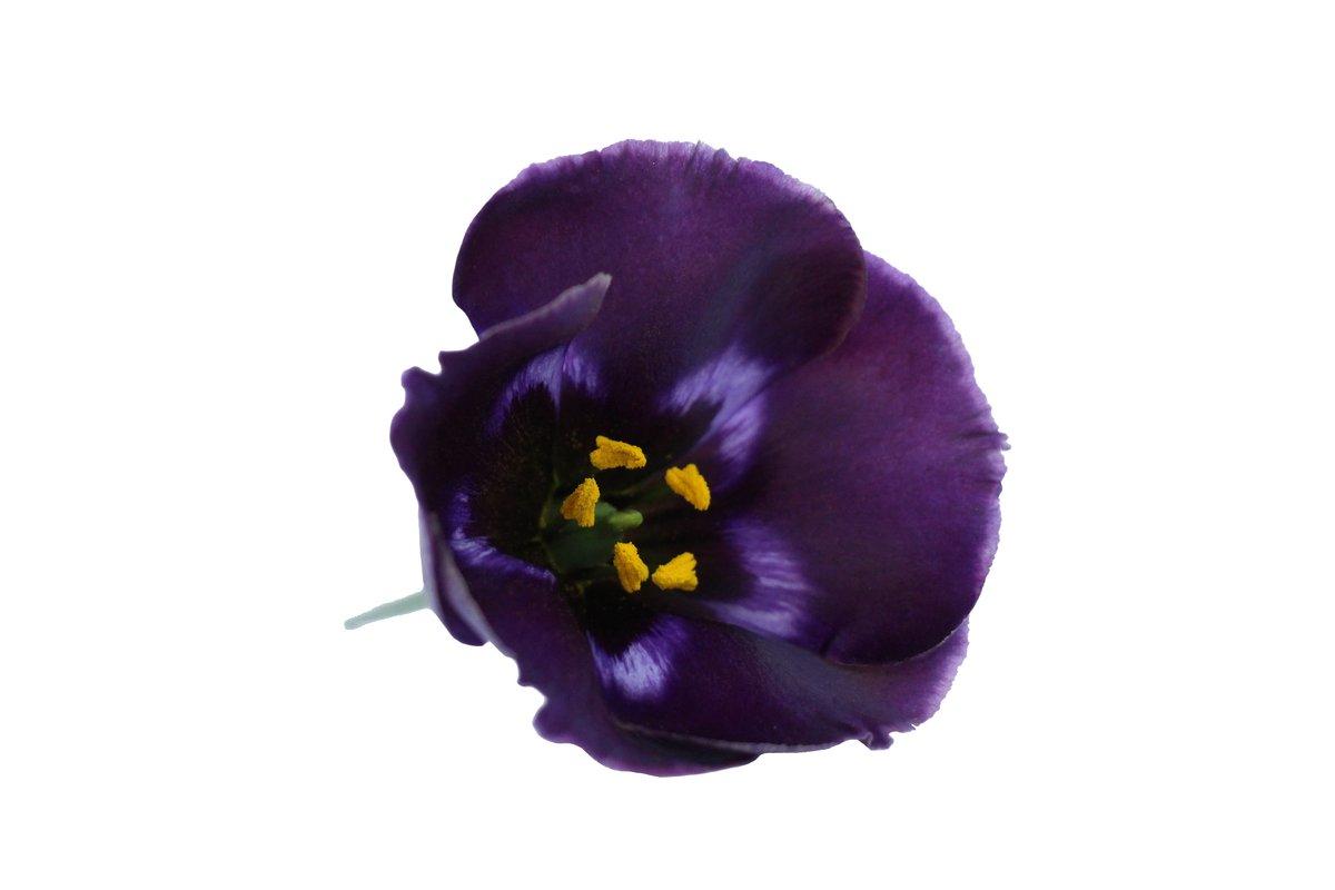 Срезанные цветы оптом Lisianthus si bohemian black violet от 50шт из Голландии с доставкой по России