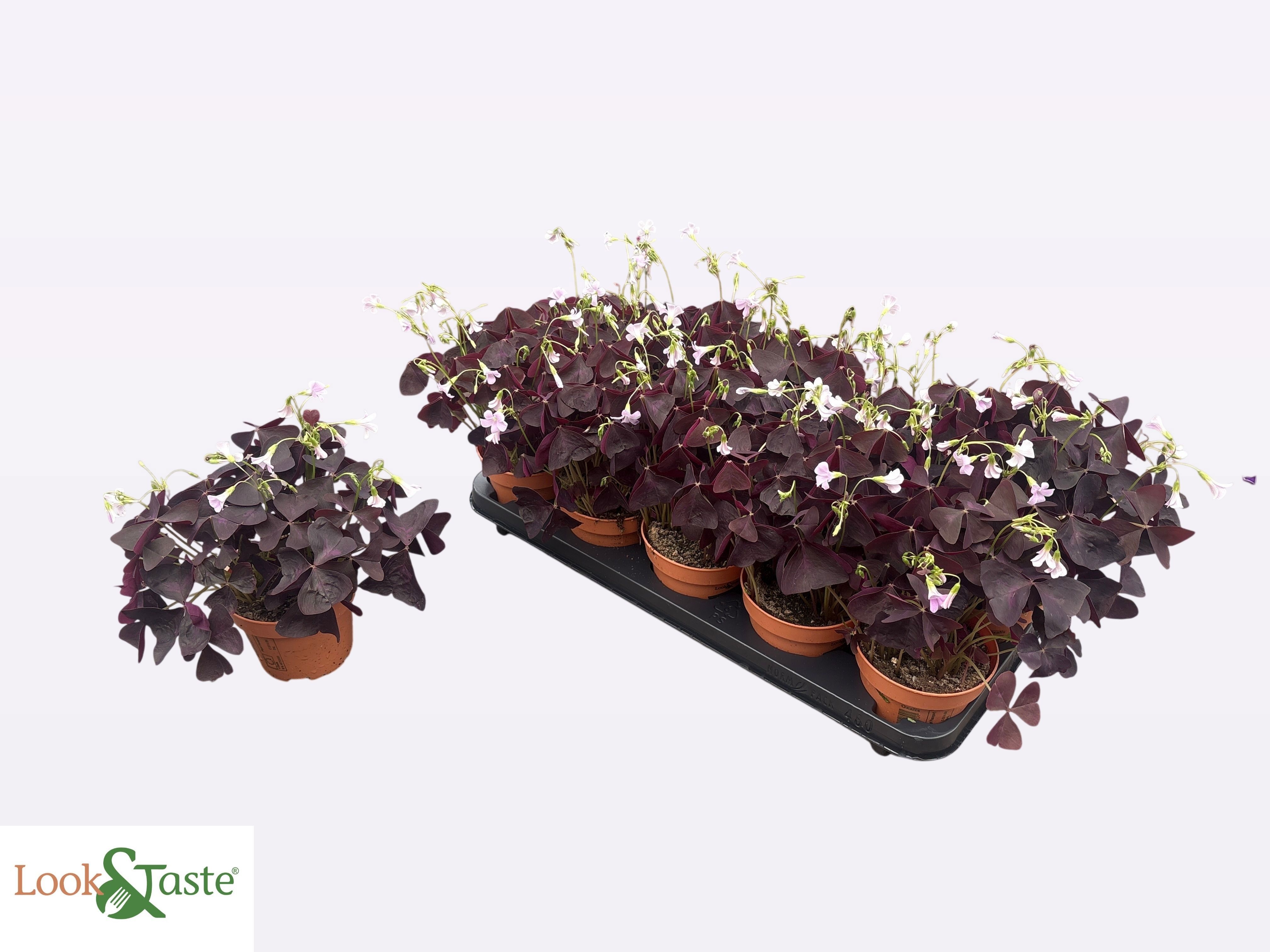 Горшечные цветы и растения оптом Oxalis Triangularis от 10шт из Голландии с доставкой по России