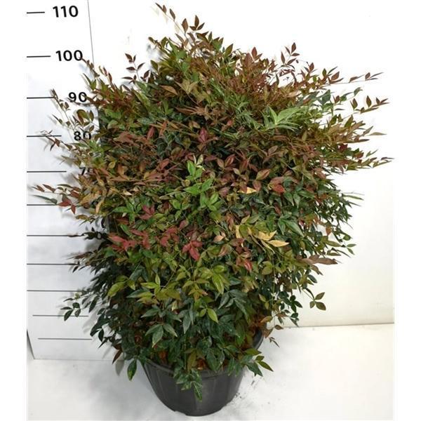 Горшечные цветы и растения оптом Nandina Dom Obsessed от 1шт из Голландии с доставкой по России