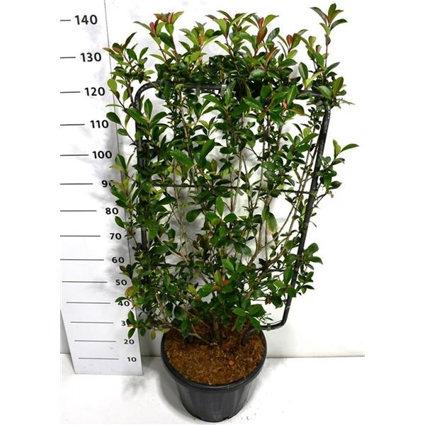Горшечные цветы и растения оптом Photinia Fraseri Carré Rouge от 1шт из Голландии с доставкой по России Горшечные цветы и растения оптом Photinia Fraseri Carré Rouge от 1шт из Голландии с доставкой по России