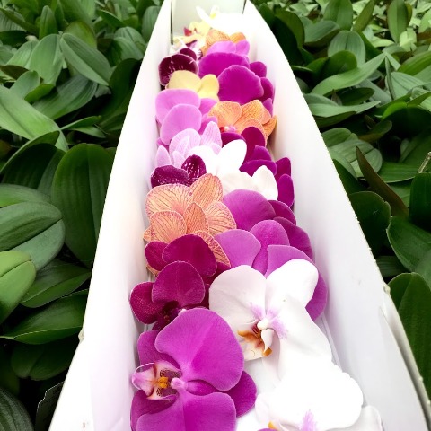 Срезанные цветы оптом Phalaenopsis mix (per stem) A от 20шт из Голландии с доставкой по России