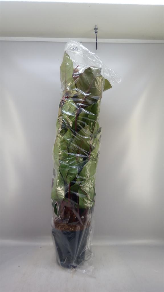 Горшечные цветы и растения оптом Philodendron red Emerald от 1шт из Голландии с доставкой по России