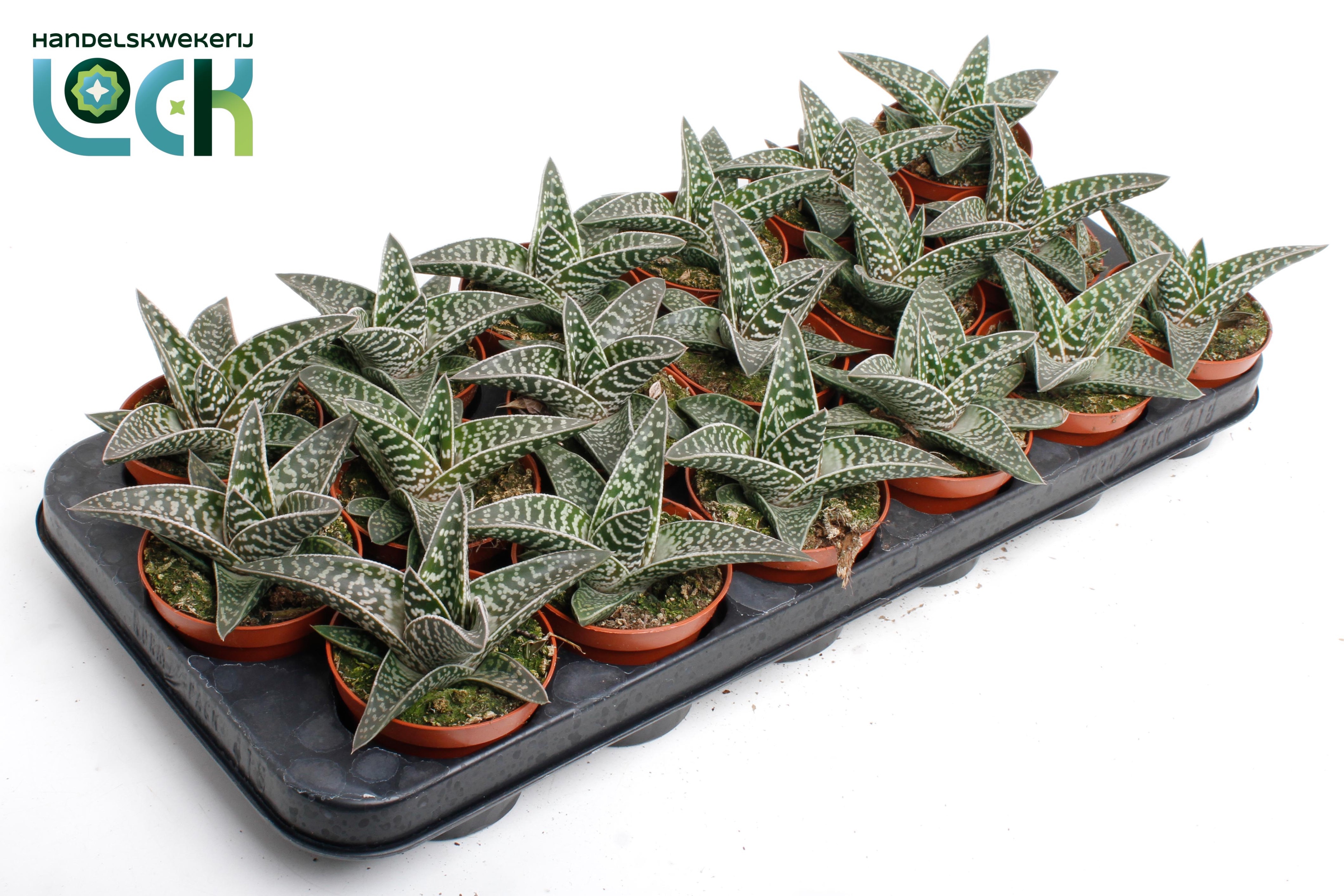 Горшечные цветы и растения оптом Aloe Tribal от 12шт (для телеги) из Голландии с доставкой по России