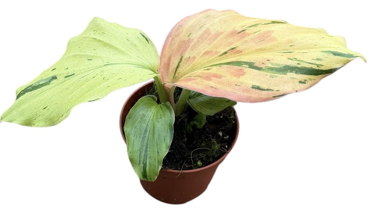 Горшечные цветы и растения оптом Kaempferia Pulchra Variegata от 1шт (для телеги) из Голландии с доставкой по России
