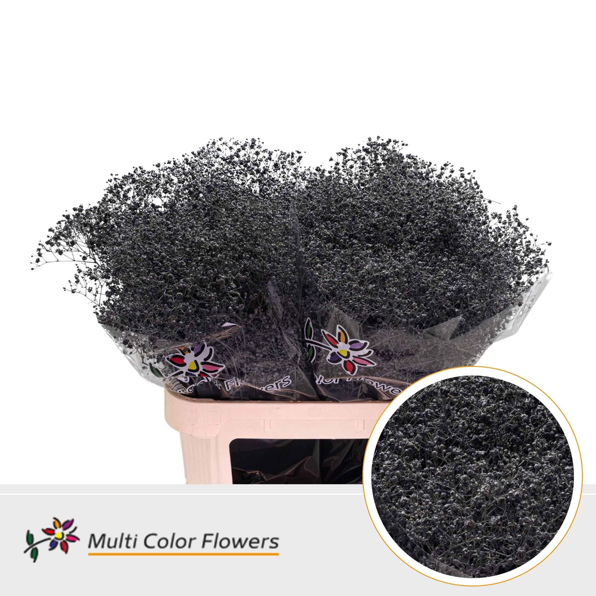 Срезанные цветы оптом Gyps large paint grey от 50шт из Голландии с доставкой по России