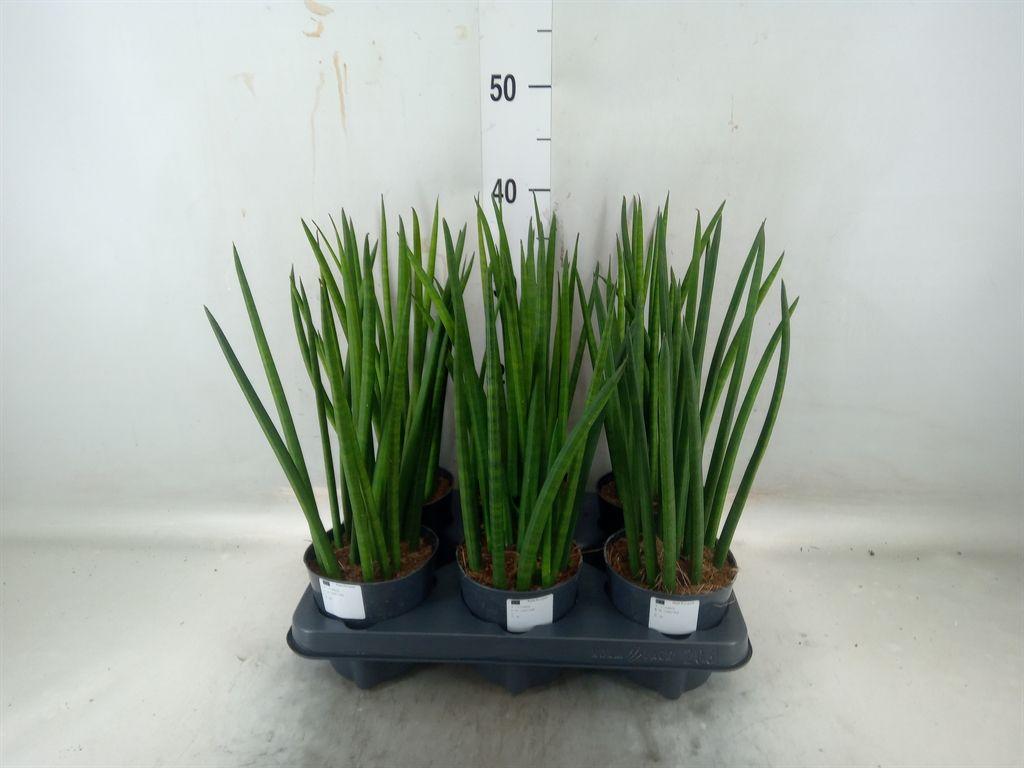 Горшечные цветы и растения оптом Sansevieria Cylindrica Rocket от 6шт из Голландии с доставкой по России