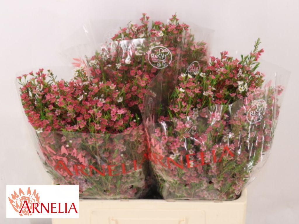 Срезанные цветы оптом Chamelaucium my sweet 16 от 75шт из Голландии с доставкой по России