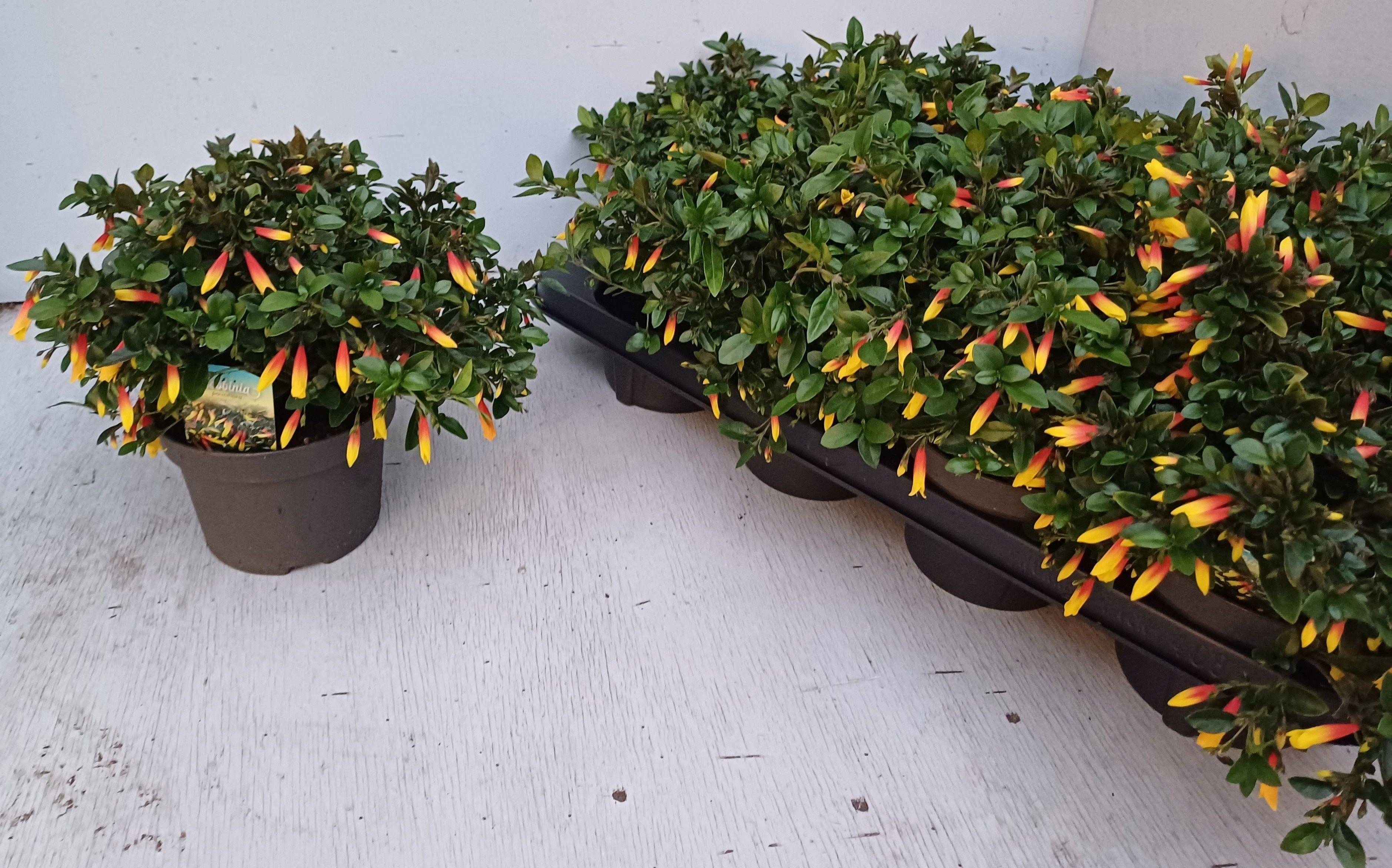 Горшечные цветы и растения оптом Justicia Ov от 8шт из Голландии с доставкой по России