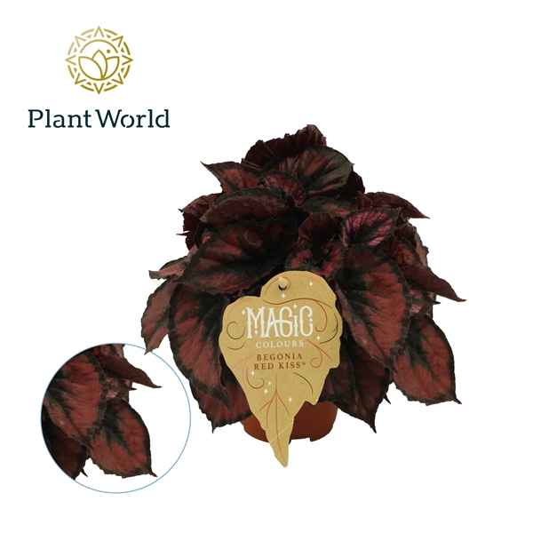 Горшечные цветы и растения оптом Begonia Rex Red Kiss от 6шт из Голландии с доставкой по России