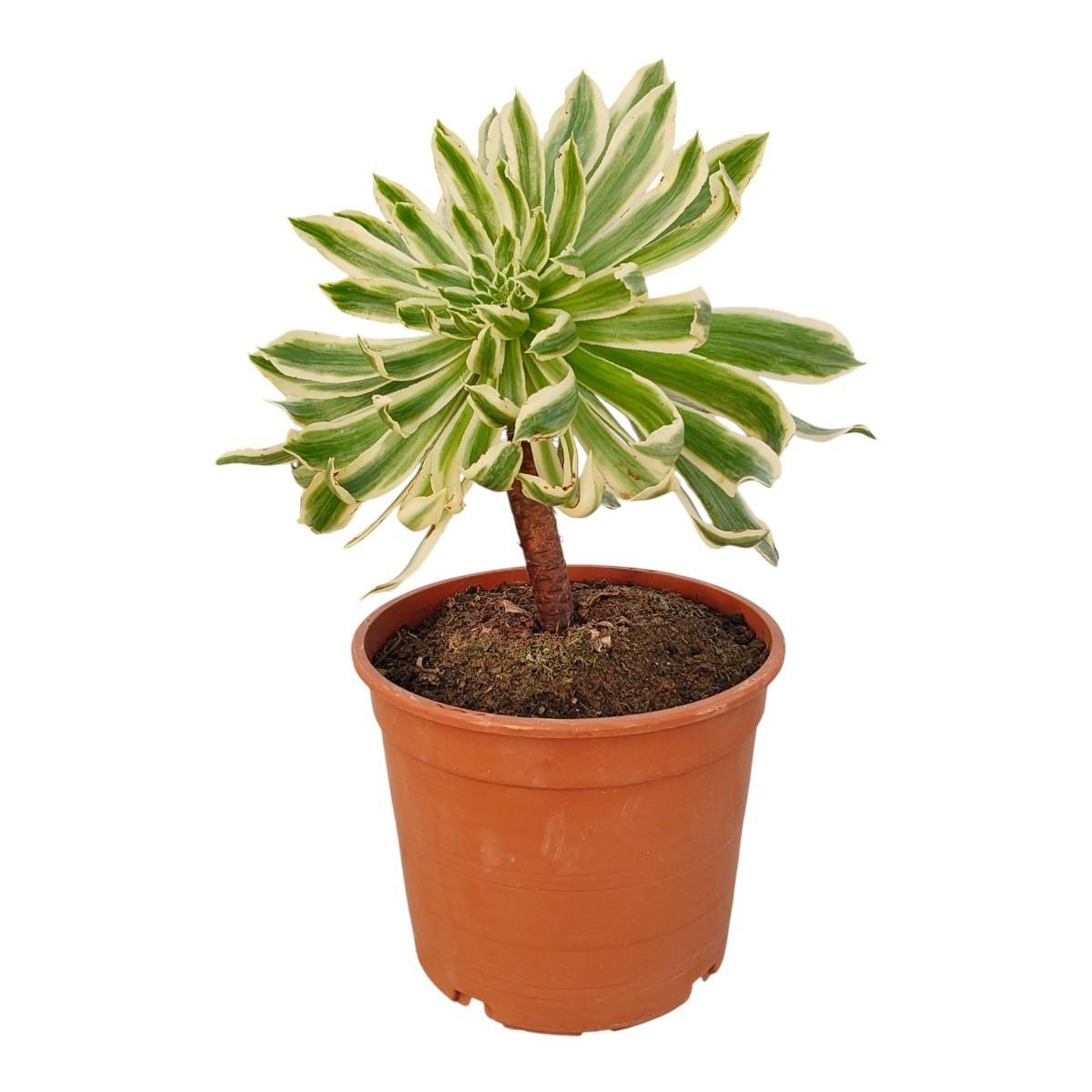 Горшечные цветы и растения оптом Aeonium Arboreum Albovariegato Potcover от 1шт из Голландии с доставкой по России