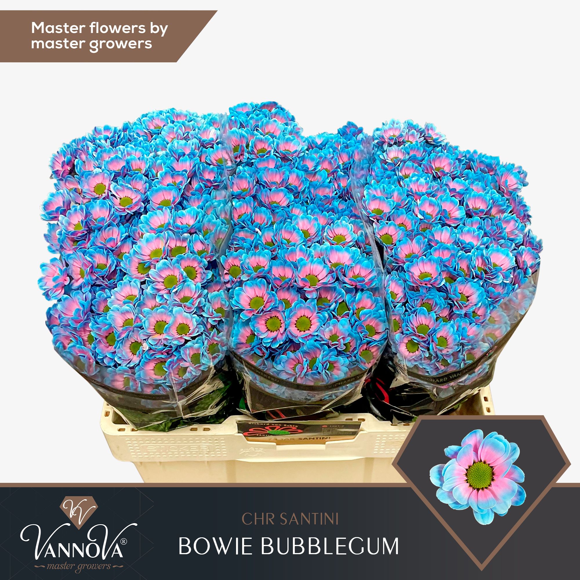 Срезанные цветы оптом Chrys sa paint bowie bubblegum от 225шт. из Голландии с доставкой по России