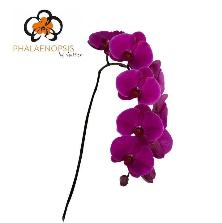 Срезанные цветы оптом Phalaenopsis purple haze (per stem) от 10шт из Голландии с доставкой по России