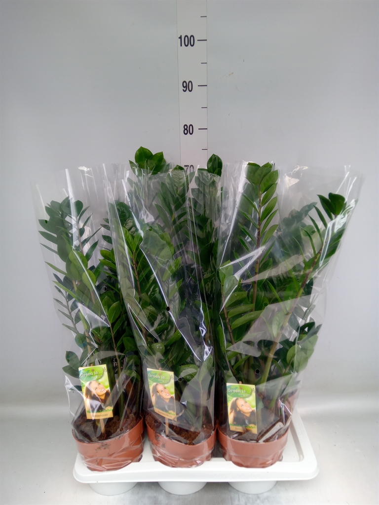 Горшечные цветы и растения оптом Zamioculcas Zamiifolia от 6шт из Голландии с доставкой по России