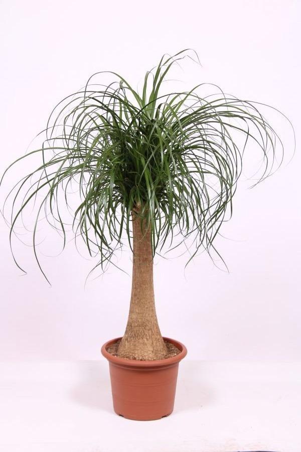 Горшечные цветы и растения оптом Beaucarnea Recurvata On Stem от 1шт из Голландии с доставкой по России