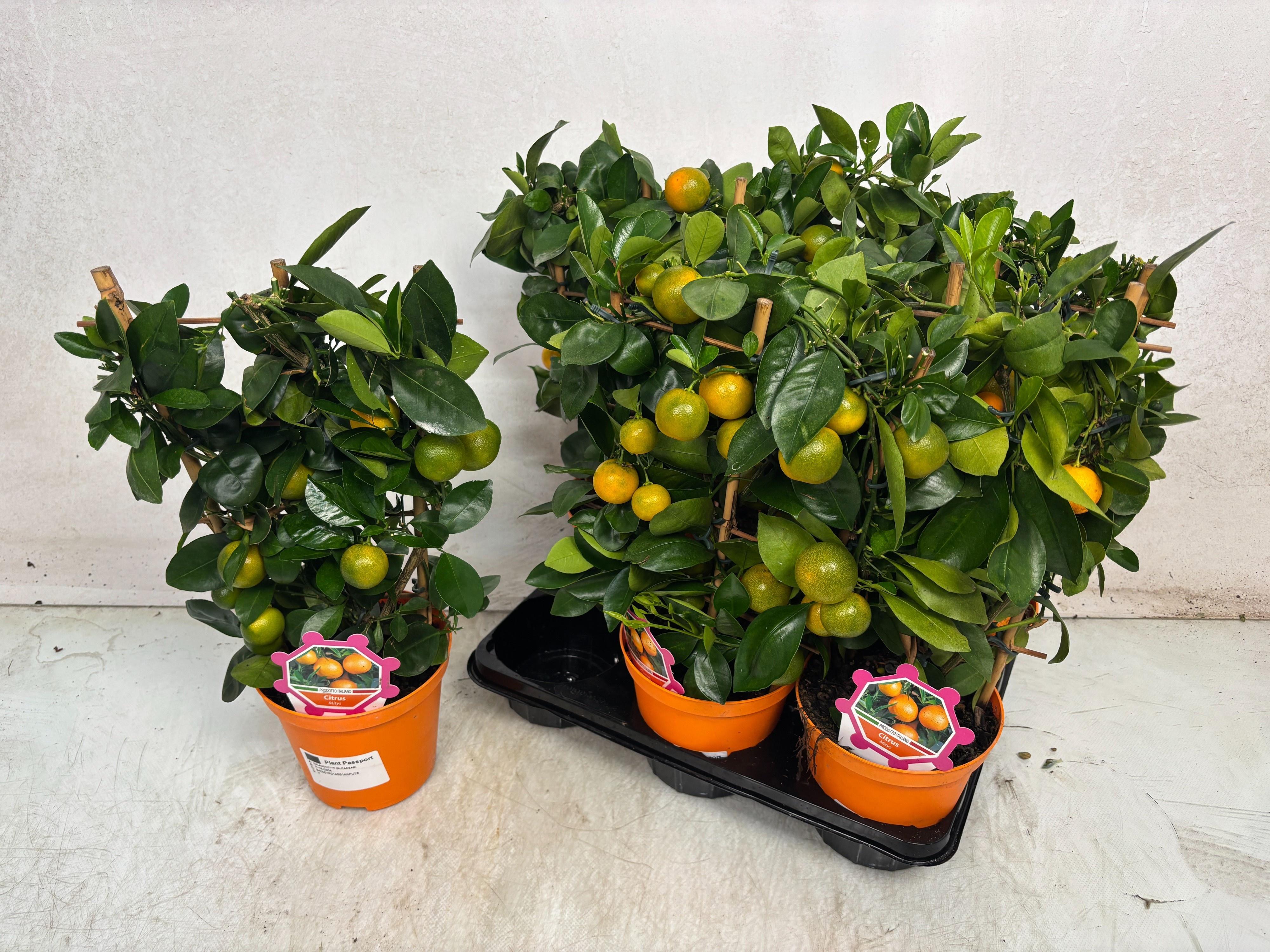 Горшечные цветы и растения оптом Citr Microcarpa от 6шт (для телеги) из Голландии с доставкой по России