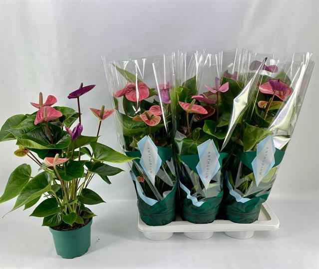 Горшечные цветы и растения оптом Anthurium Violet Heart от 6шт из Голландии с доставкой по России