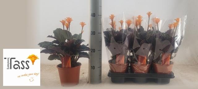 Горшечные цветы и растения оптом Calat Crocata A от 6шт из Голландии с доставкой по России