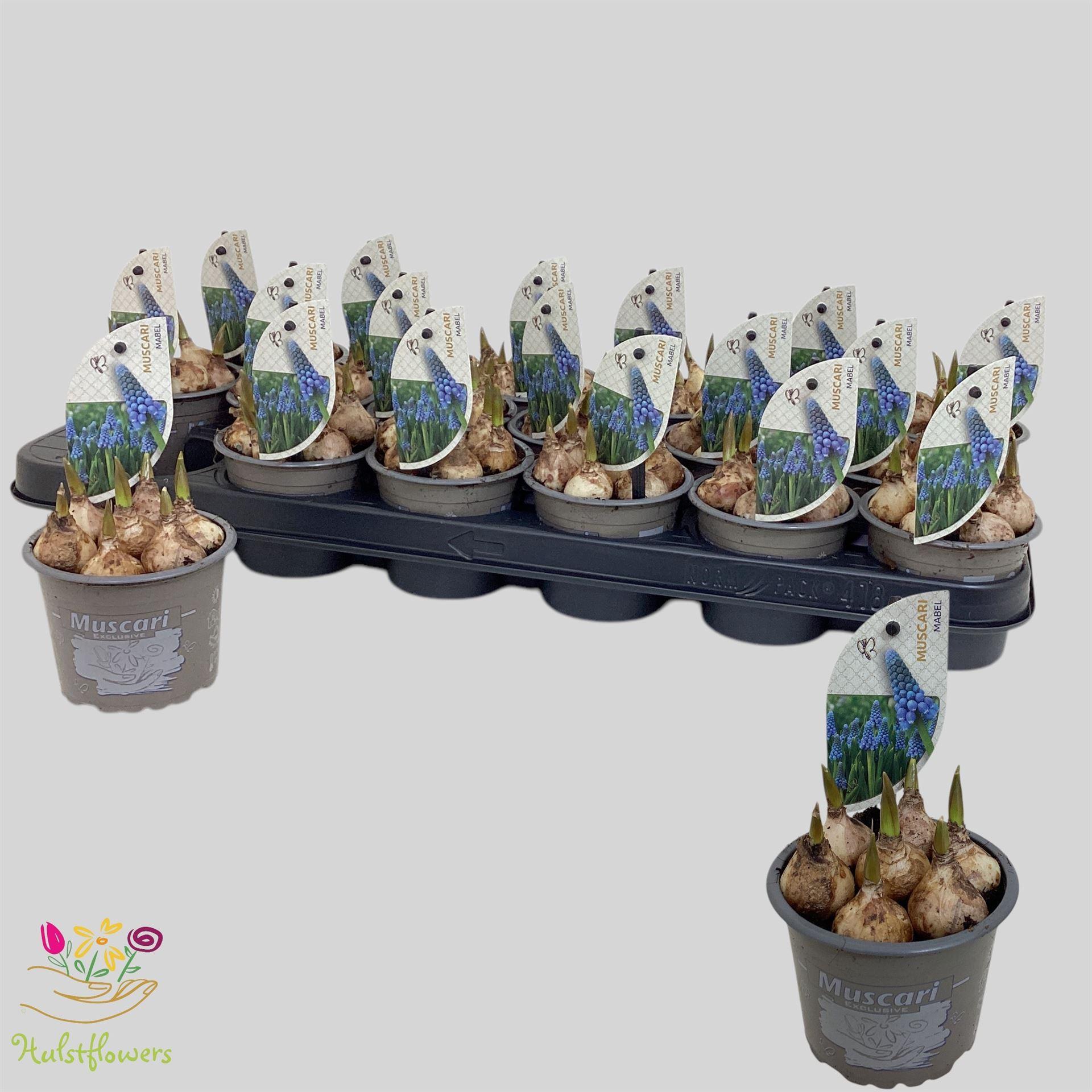 Горшечные цветы и растения оптом Muscari   ... от 18шт (для телеги) из Голландии с доставкой по России