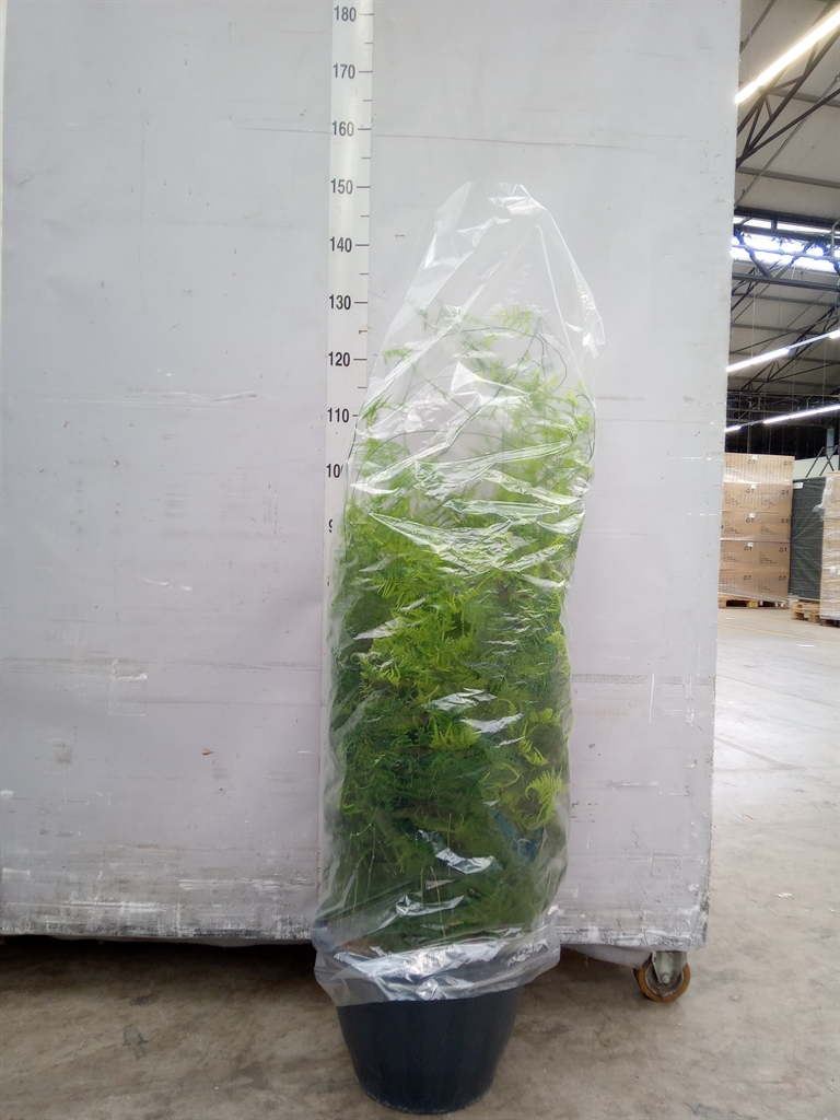 Горшечные цветы и растения оптом Asparagus Setaceus от 1шт из Голландии с доставкой по России