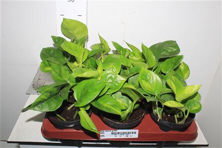 Горшечные цветы и растения оптом Epipr Global Green от 6шт из Голландии с доставкой по России