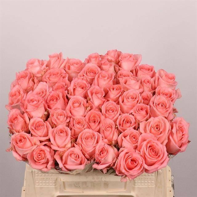 Срезанные цветы оптом Rosa large unicorn от 50шт из Голландии с доставкой по России