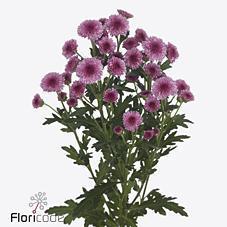 Срезанные цветы оптом Chrys sa madiba pink tyolo от 75шт из Голландии с доставкой по России