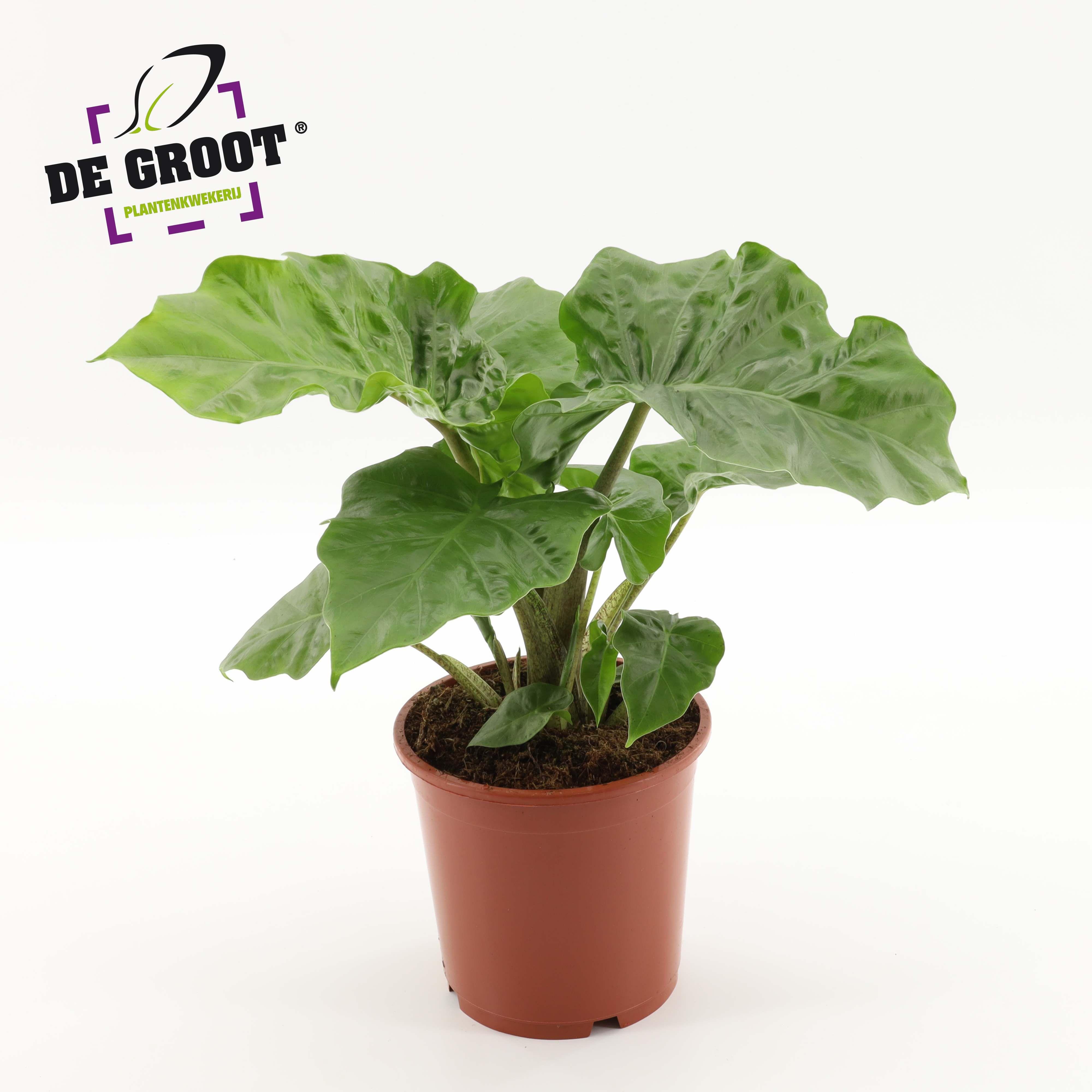 Горшечные цветы и растения оптом Alocasia Low Rider от 6шт (для телеги) из Голландии с доставкой по России
