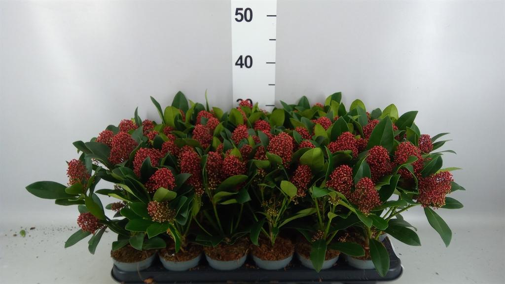 Горшечные цветы и растения оптом Skimmia Jap. rubella от 18шт (для телеги) из Голландии с доставкой по России