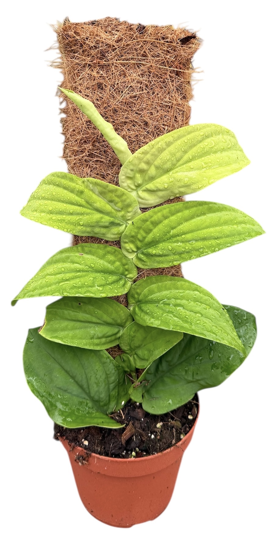 Горшечные цветы и растения оптом Rhaphidophora Korthalsii Aurea от 1шт из Голландии с доставкой по России