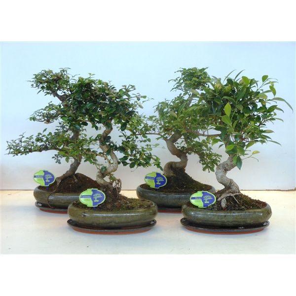 Горшечные цветы и растения оптом Bonsai Mix, Indoor, 29cm., Shape, With Drip Tray от 2шт из Голландии с доставкой по России