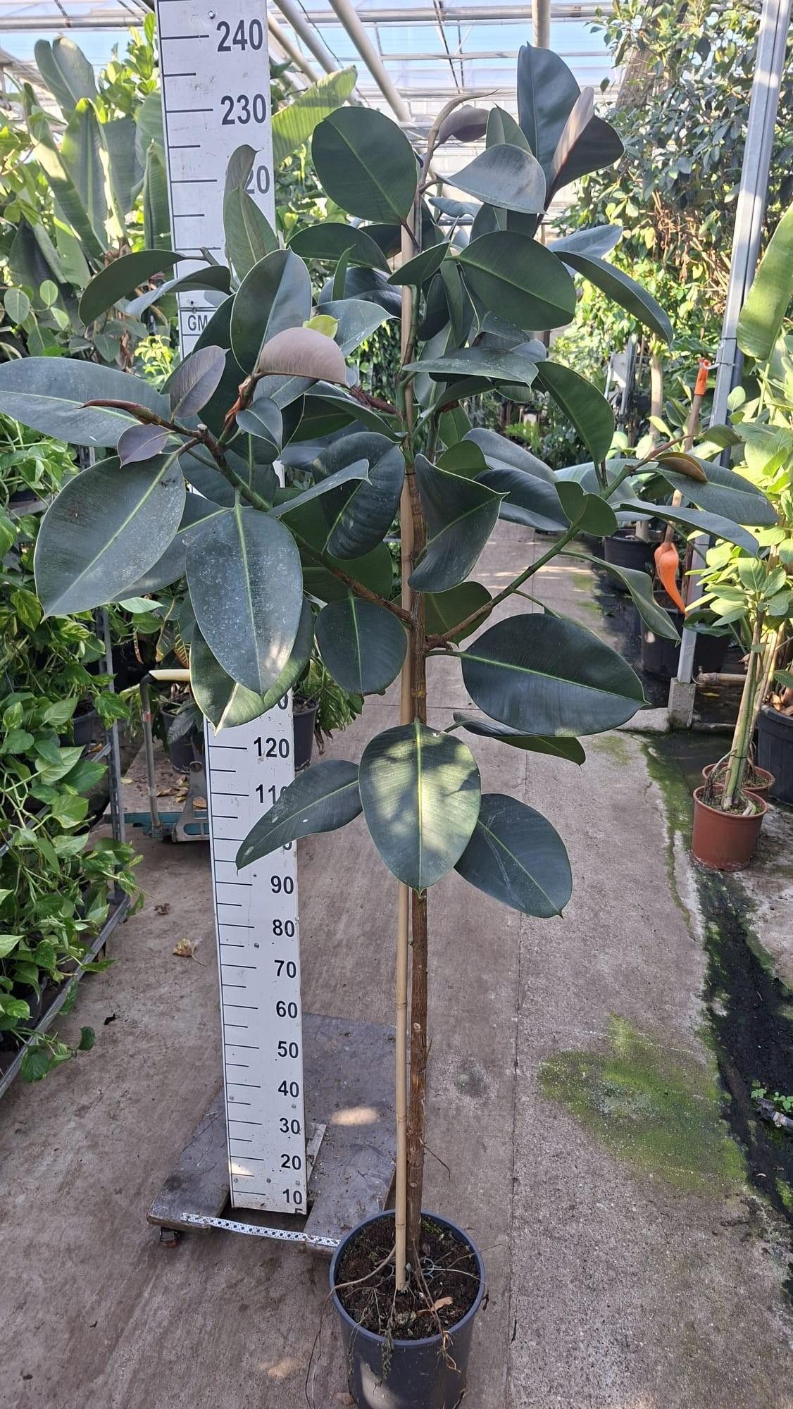 Горшечные цветы и растения оптом Ficus El Robusta On Stem от 1шт из Голландии с доставкой по России