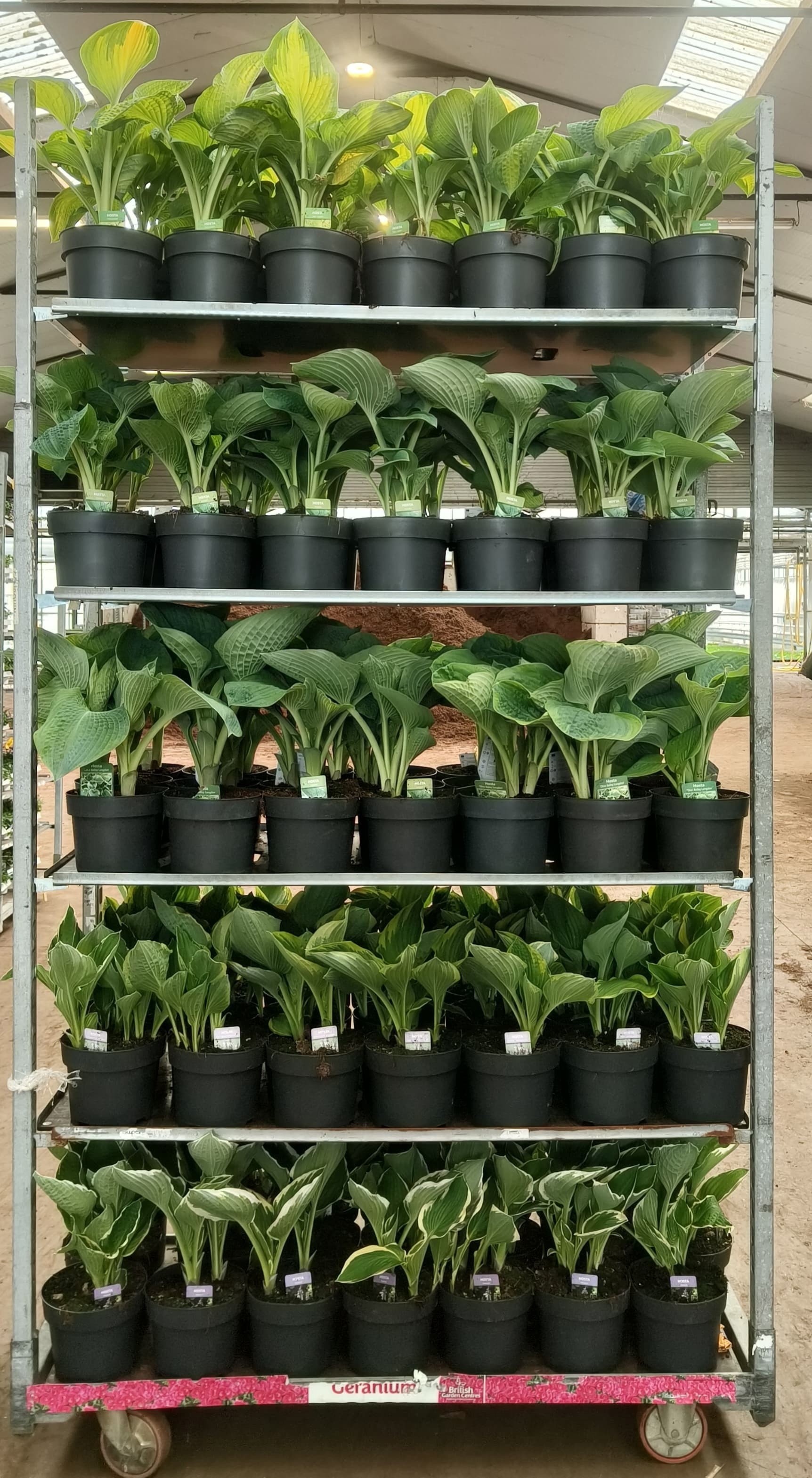 Горшечные цветы и растения оптом Host Ov от 1шт из Голландии с доставкой по России