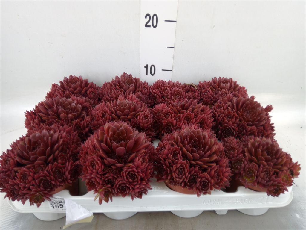 Горшечные цветы и растения оптом Sempervivum   ... от 12шт (для телеги) из Голландии с доставкой по России