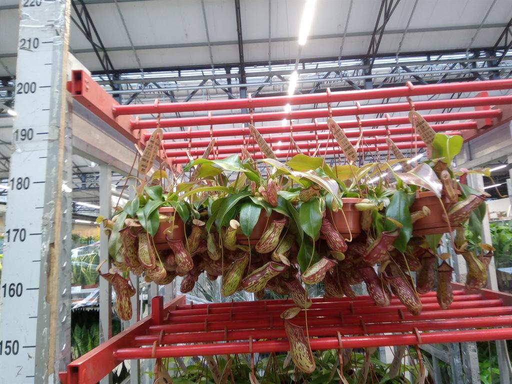 Горшечные цветы и растения оптом Nepenthes    ... от 1шт из Голландии с доставкой по России