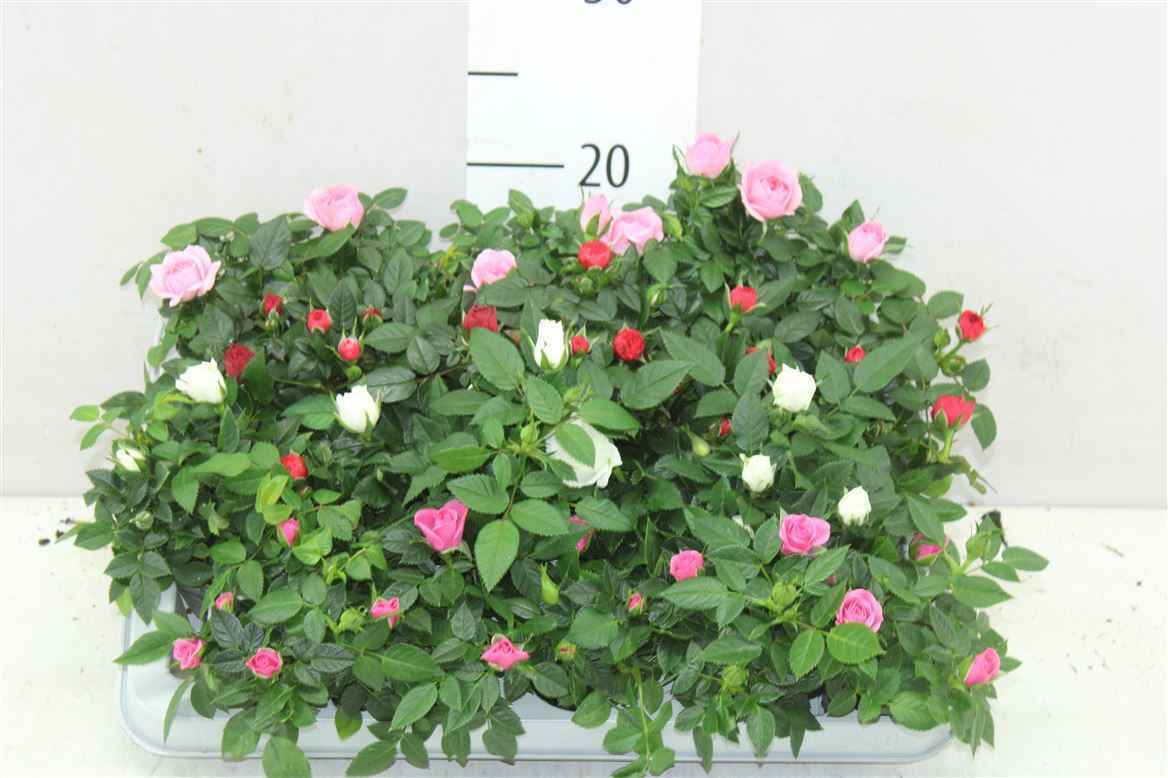 Горшечные цветы и растения оптом Rosa Kordana Gemengd Mini от 20шт из Голландии с доставкой по России
