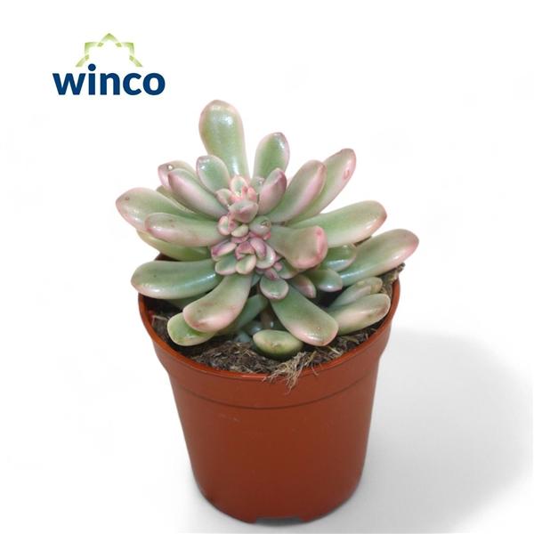 Горшечные цветы и растения оптом Sedum Rubrotinctum Variegata от 20шт (для телеги) из Голландии с доставкой по России