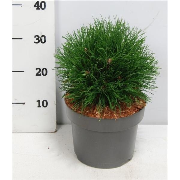 Горшечные цветы и растения оптом Pinus Mugo Varella от 1шт из Голландии с доставкой по России