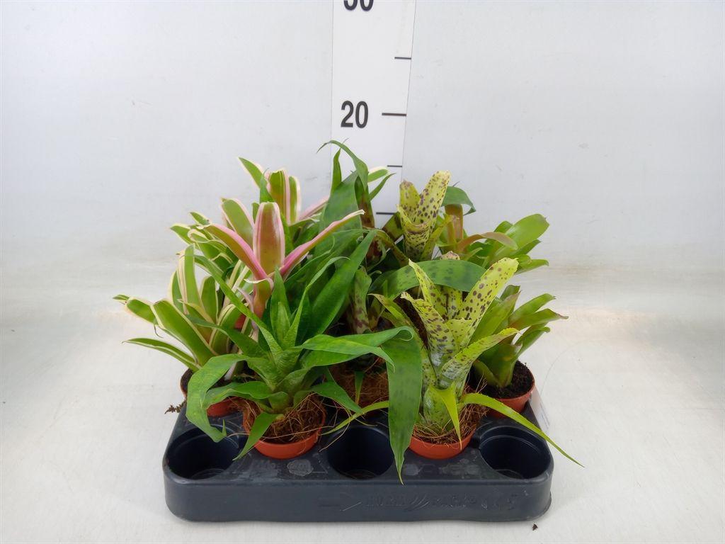 Горшечные цветы и растения оптом Bromelia ...mix от 10шт (для телеги) из Голландии с доставкой по России Горшечные цветы и растения оптом Bromelia ...mix от 10шт (для телеги) из Голландии с доставкой по России