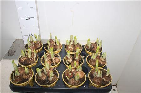 Горшечные цветы и растения оптом Narc O Tete A Tete от 12шт (для телеги) из Голландии с доставкой по России