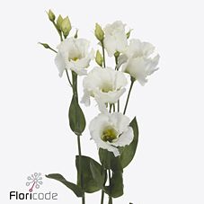 Срезанные цветы оптом Lisianthus si falda white от 60шт из Голландии с доставкой по России