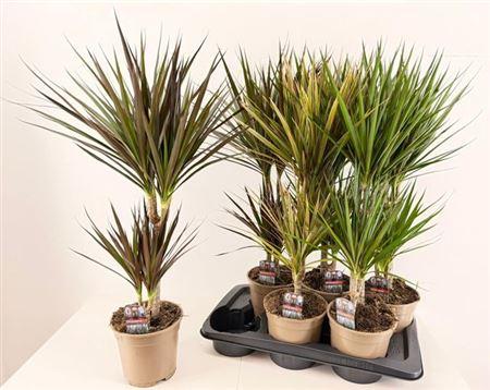 Горшечные цветы и растения оптом Dra Gem 30-10 Cm от 6шт из Голландии с доставкой по России