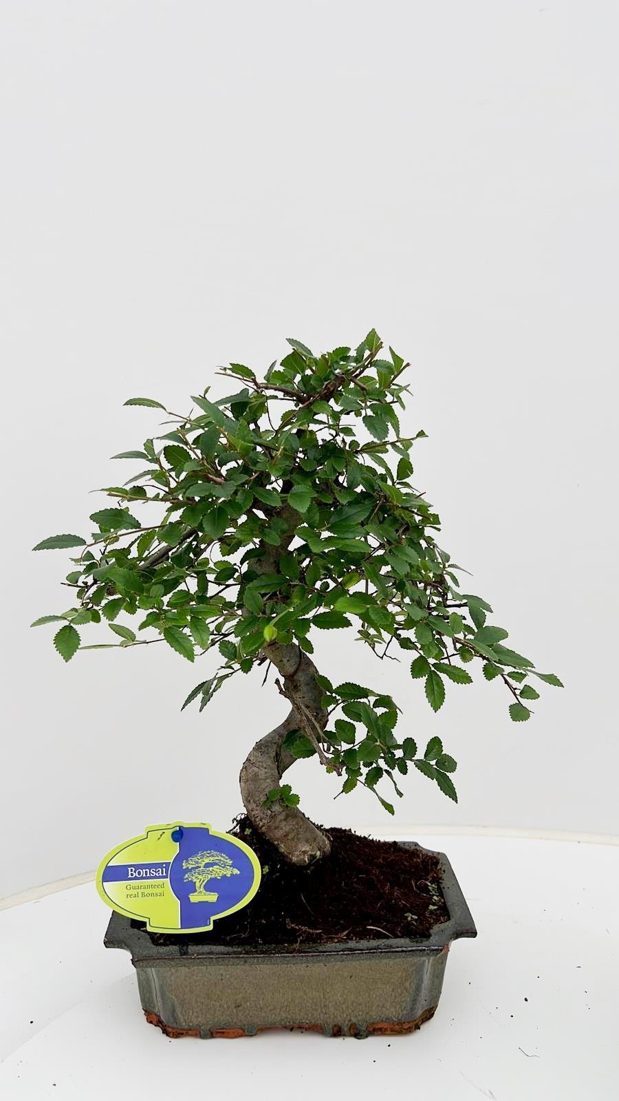 Горшечные цветы и растения оптом Bonsai Zelkova Parvifolia,  Without D от 6шт из Голландии с доставкой по России
