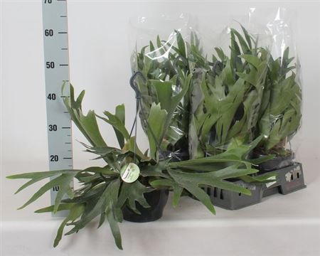 Горшечные цветы и растения оптом Platyc Bifurcatum P21 от 4шт из Голландии с доставкой по России