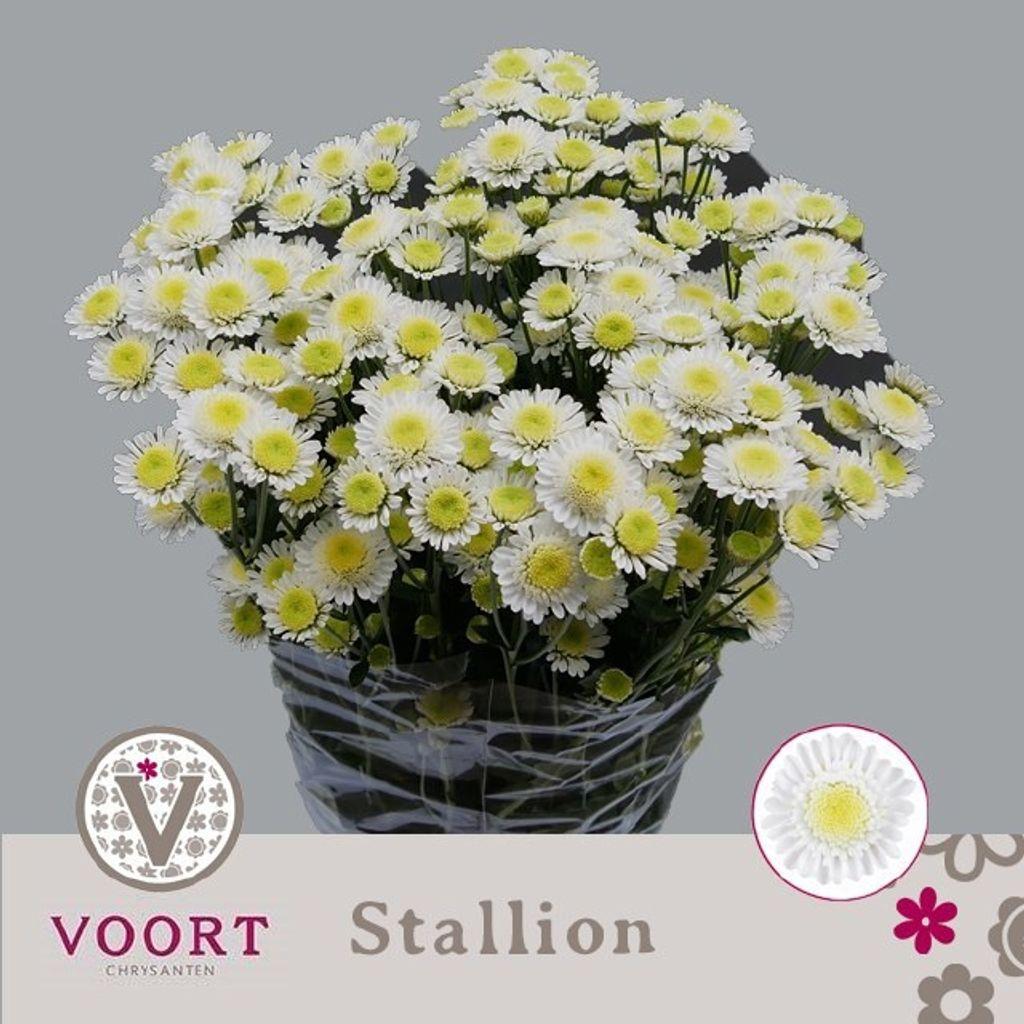 Срезанные цветы оптом Chrys sp stallion white от 80шт из Голландии с доставкой по России