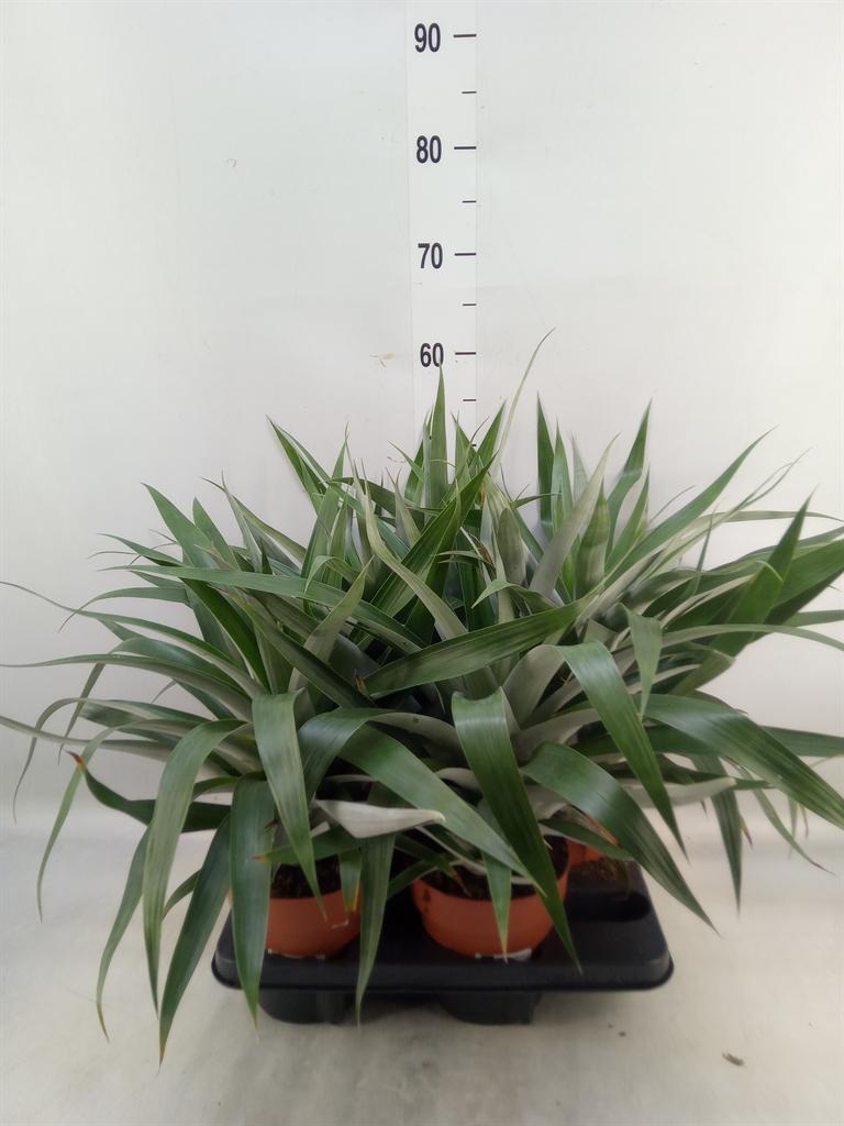 Горшечные цветы и растения оптом Bromelia   ... от 4шт из Голландии с доставкой по России