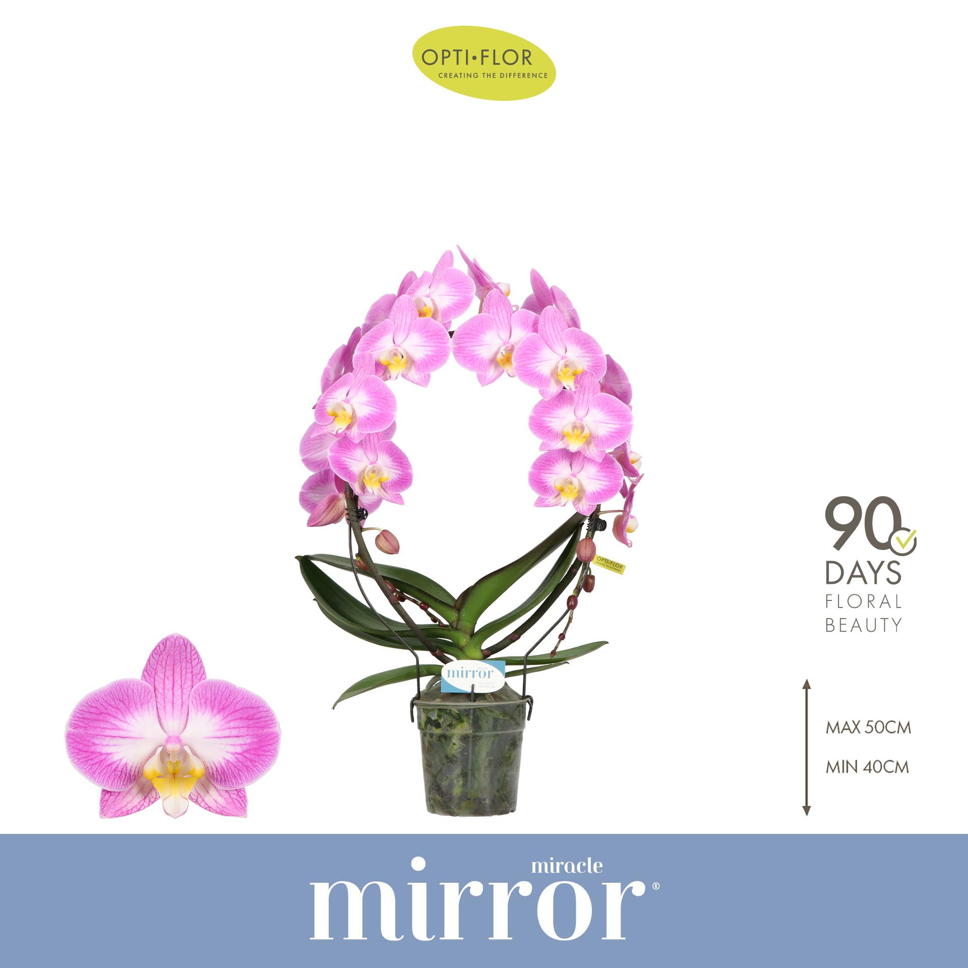 Горшечные цветы и растения оптом Phal 2st Mirror Miracle Kiara от 5шт из Голландии с доставкой по России
