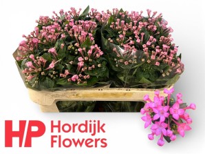 Срезанные цветы оптом Bouvardia si royal sweet lady от 40шт из Голландии с доставкой по России