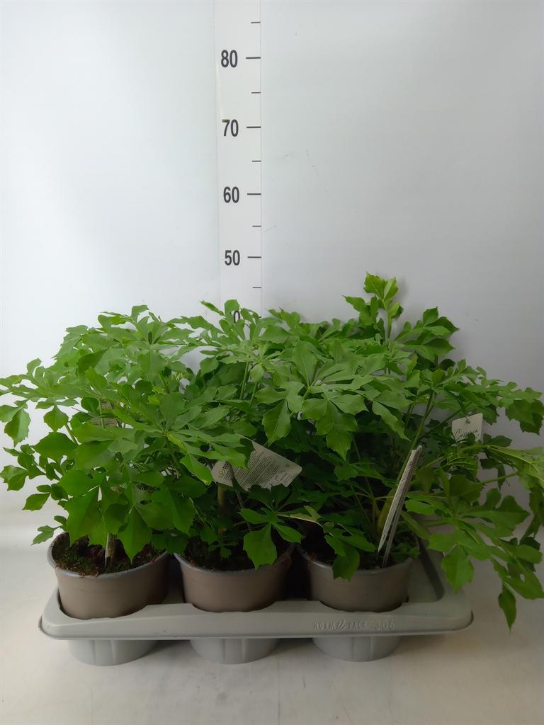 Горшечные цветы и растения оптом Cussonia от 6шт из Голландии с доставкой по России