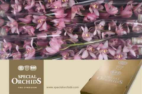 Срезанные цветы оптом Cymbidium pink cocktail от 6шт из Голландии с доставкой по России